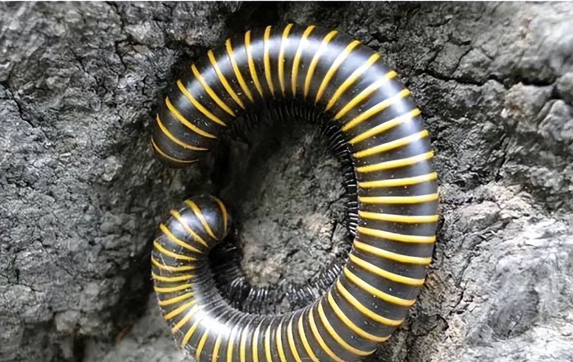 千足虫马陆怎么样,千足虫有毒吗如何治疗