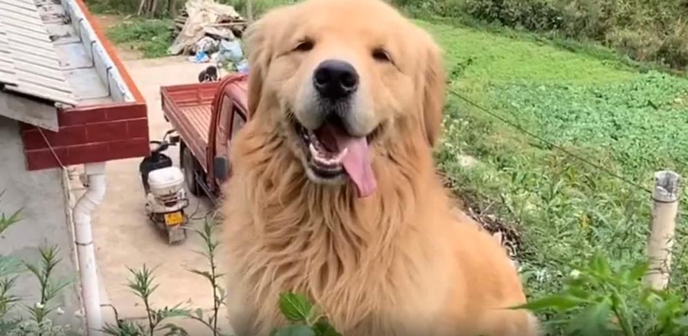 天气热狗狗中暑了怎么办,夏天预防狗狗中暑方法图片