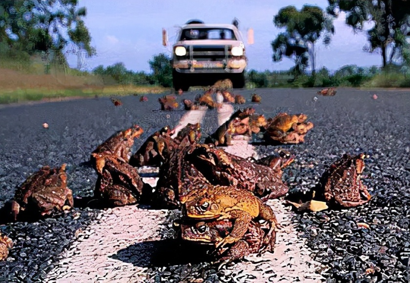 世界上最大的蟾蜍是,全世界最大的蟾蜍