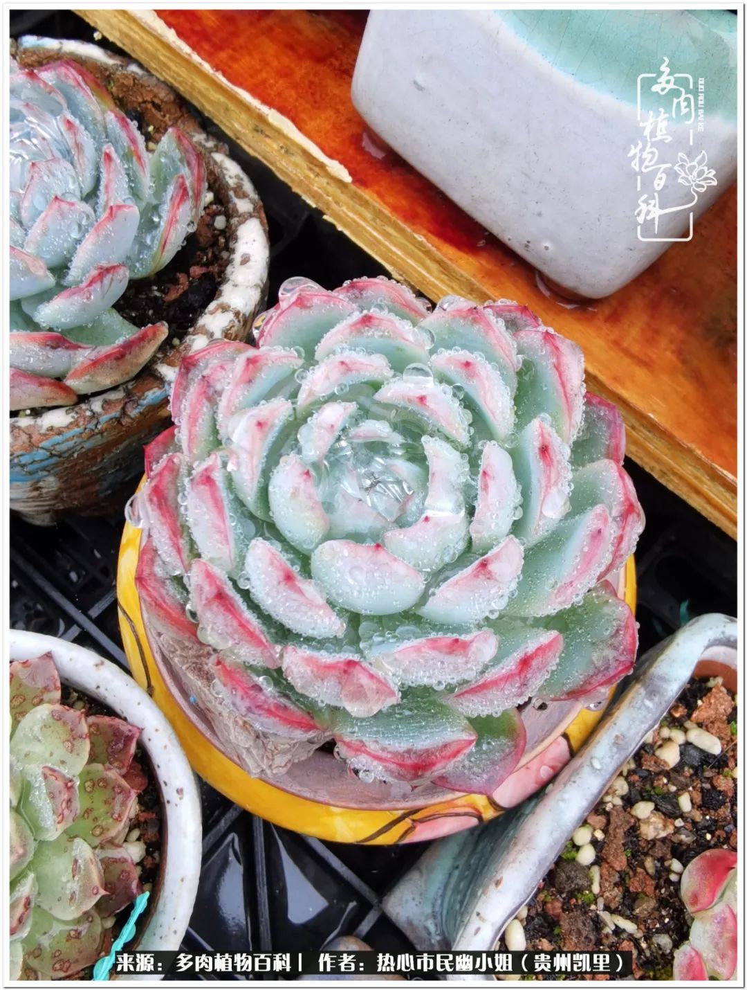 养多肉是件很幸福的事,养多肉养出好心情来