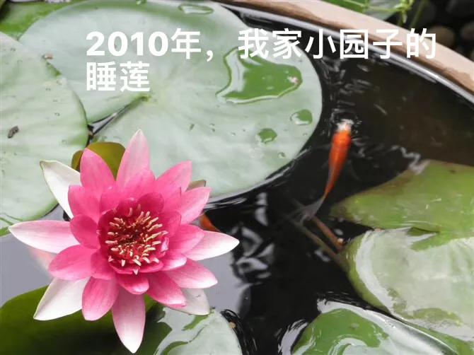 白马蹄莲跟彩色马蹄莲哪个品种好,洁白的马蹄莲图片