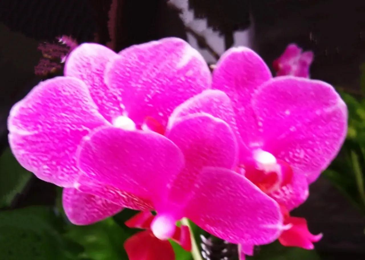 红颜知己和知心爱人,知心爱人和红颜知己的区别