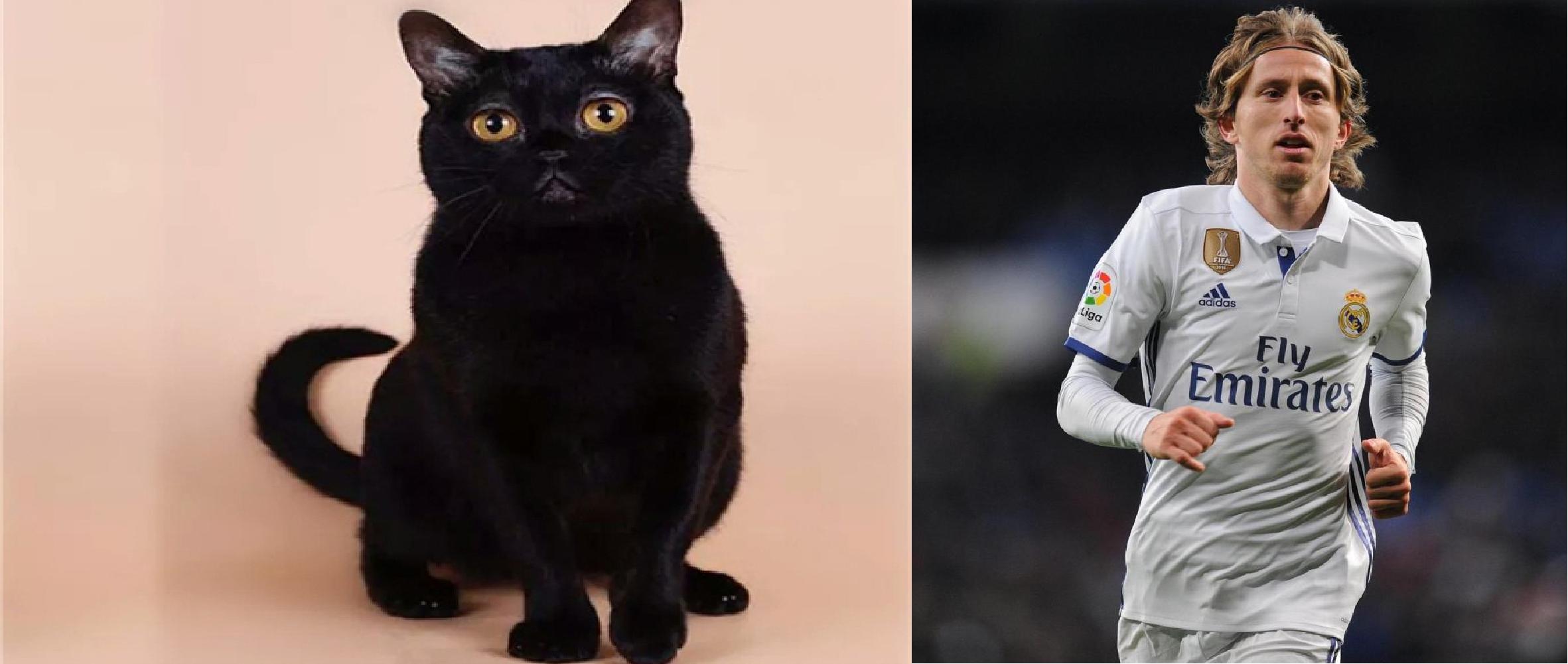 如果动物圈也有世界杯，猫咪组成的这套主力阵容能否争夺大力神杯