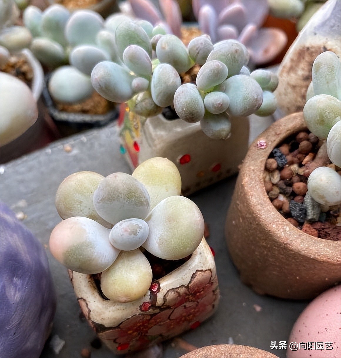 网购多肉有风险，最好“1物1拍”，避免被骗，不良商家太多