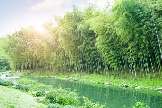 夏天竹子诗句古诗大全,写风吹绿竹的诗词