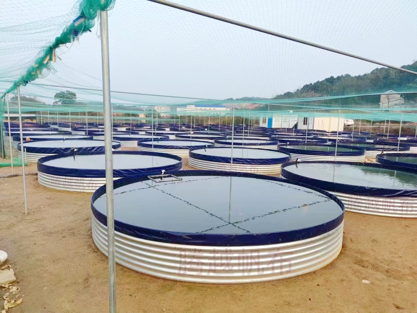 小龙虾养殖池塘咋样建比较好,大棚无土养殖小龙虾怎么养