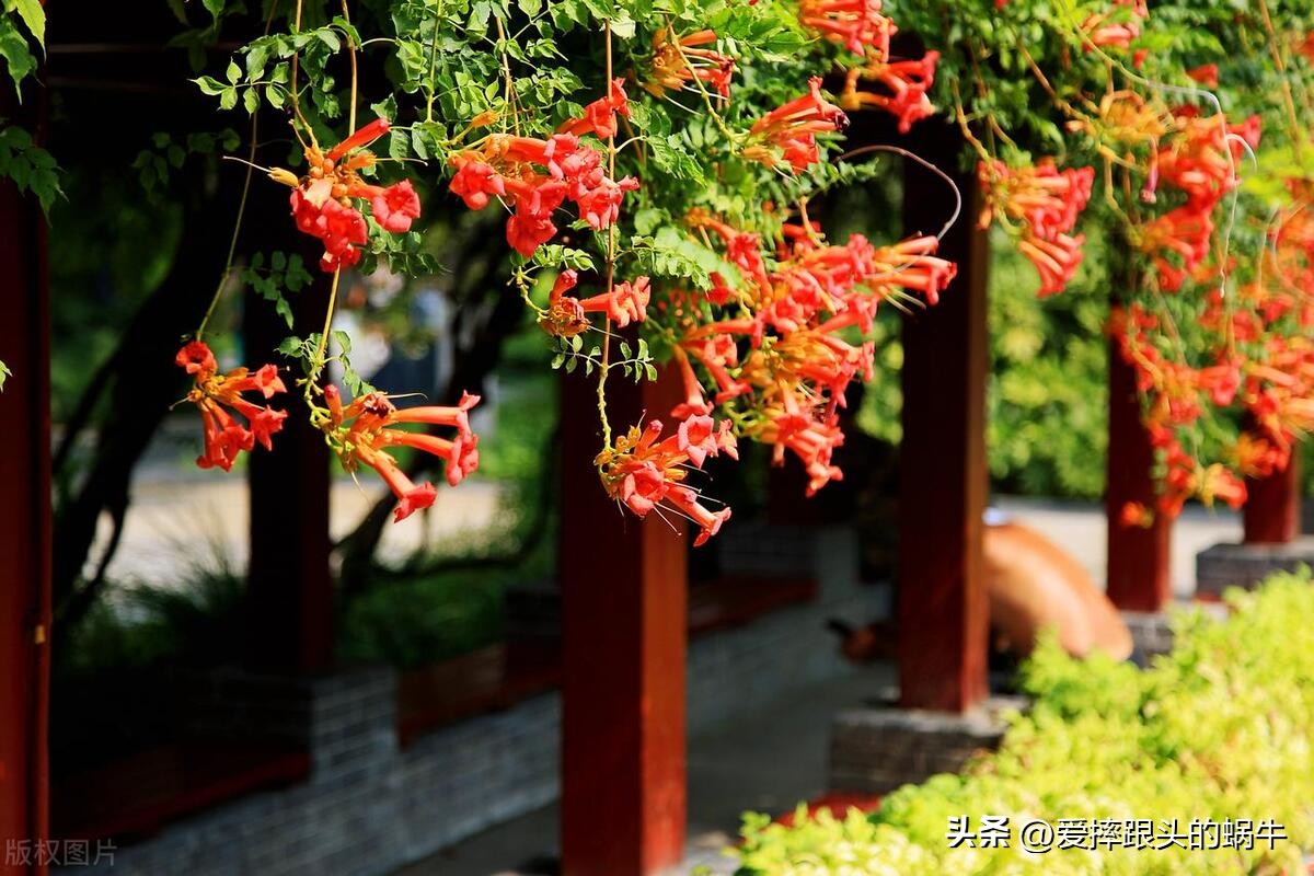 夏日里盛开的凌霄花,绚烂开放的凌霄花