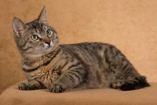 新手养猫品种推荐,seventeen养猫品种