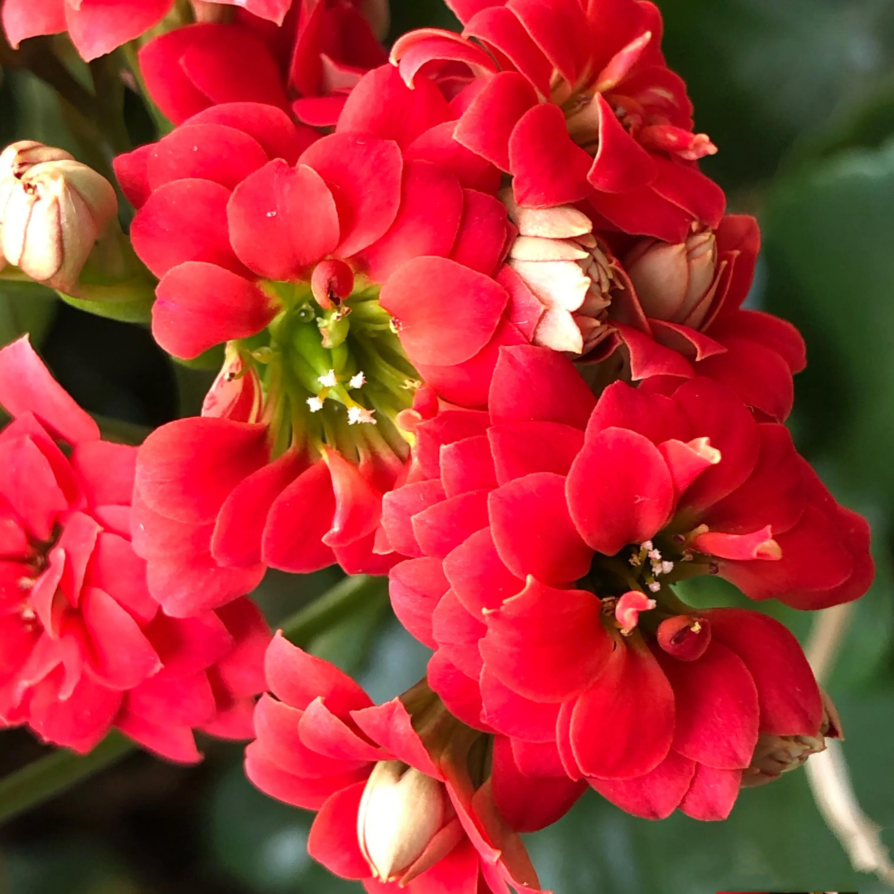 家里养什么花儿好养活,家里养的花儿图片