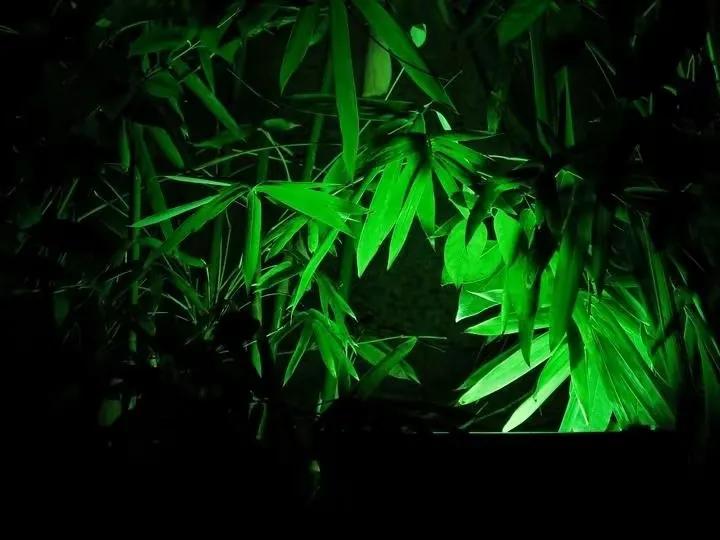 竹五绝诗,古诗五绝竹