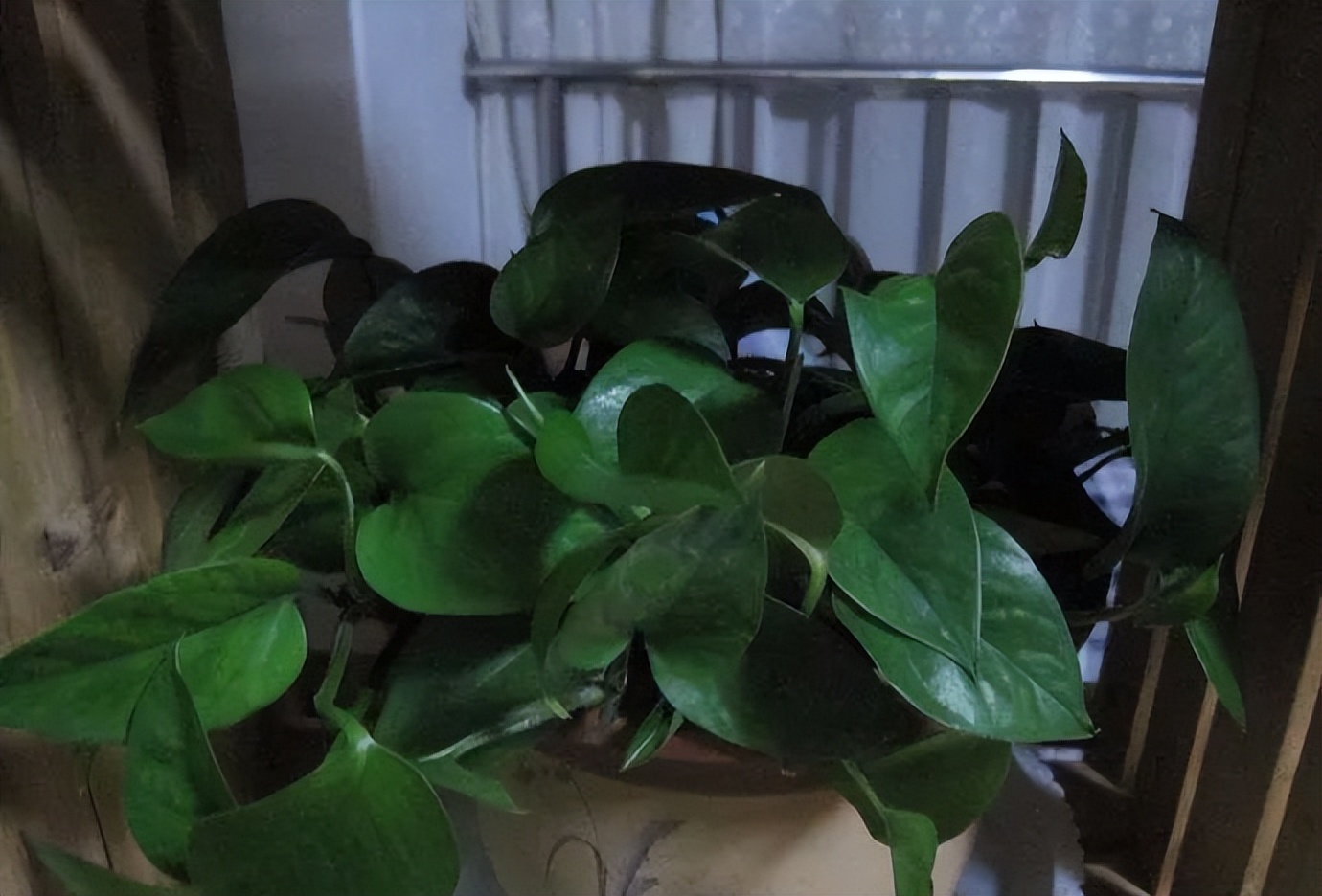 绿萝有毒吗绿萝图片,绿萝有毒吗对人有什么害处