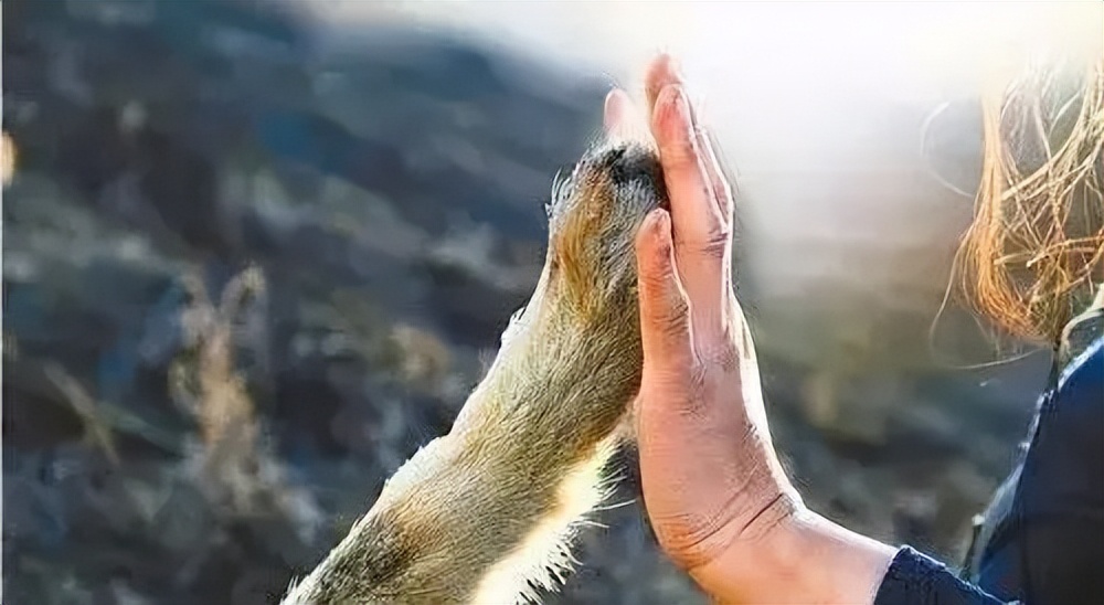 成都画家在草原写生收养狼的故事,成都女青年画家意外收养一只幼狼