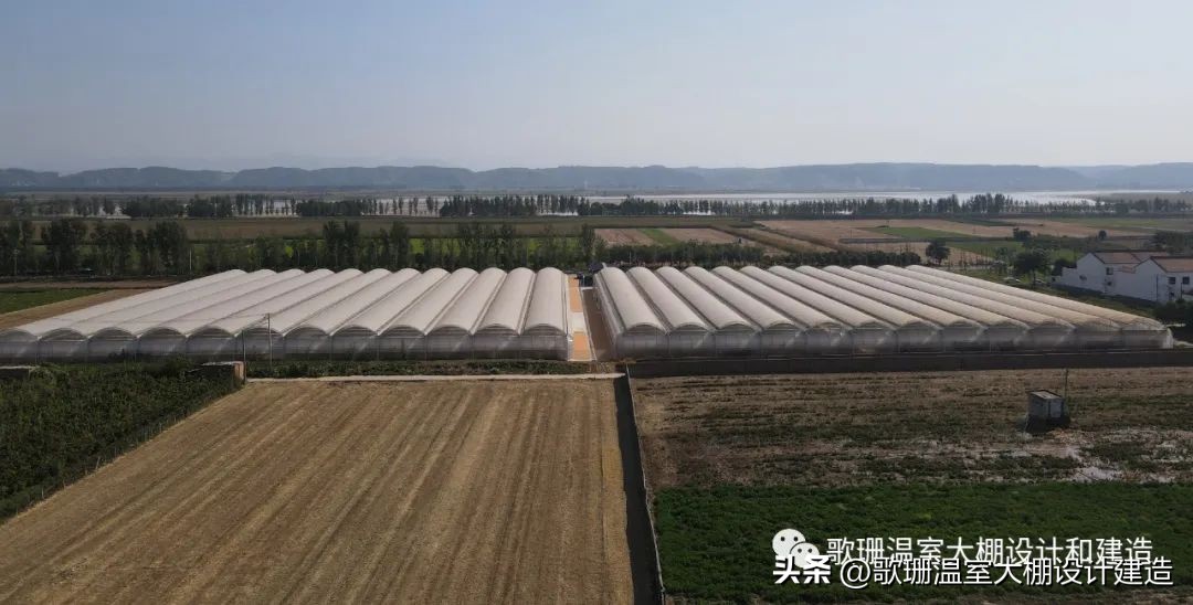 河南热门连栋温室大棚项目,河南蔬菜连栋温室大棚建造