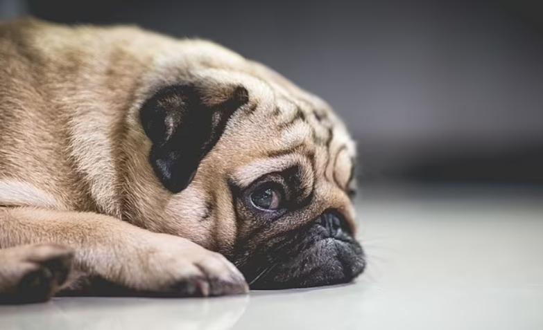 巴哥犬最大的特点,巴哥犬最令人头疼的5大缺点