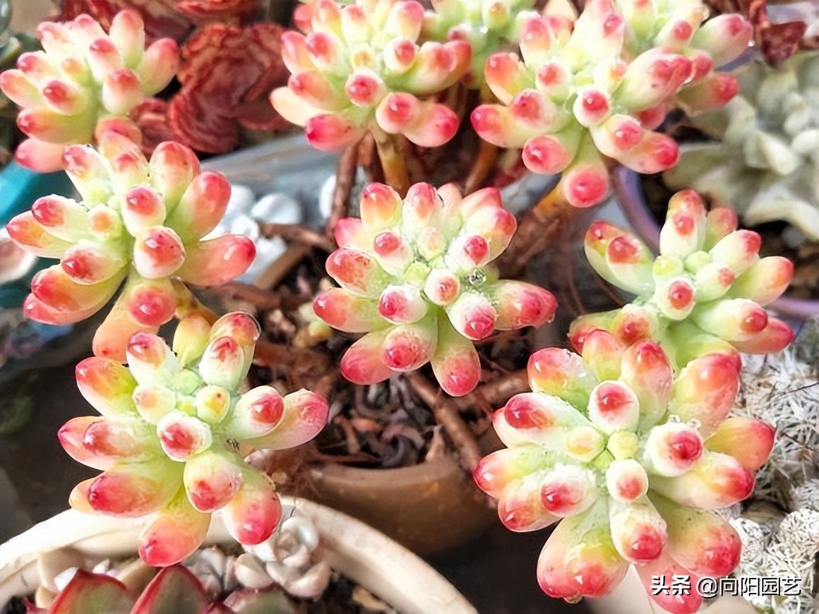 ​现在这个时代，卖多肉全靠口碑，卖1次假货，不会有人再买