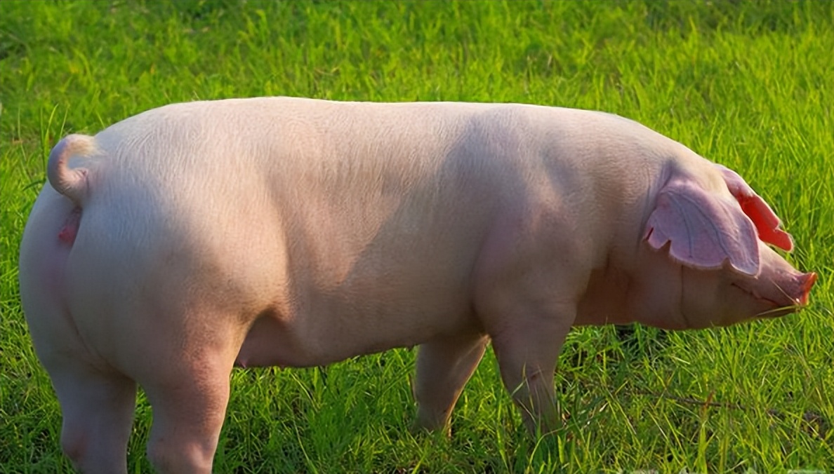 母猪产后用什么清宫,母猪应该清宫没做清宫会怎么样