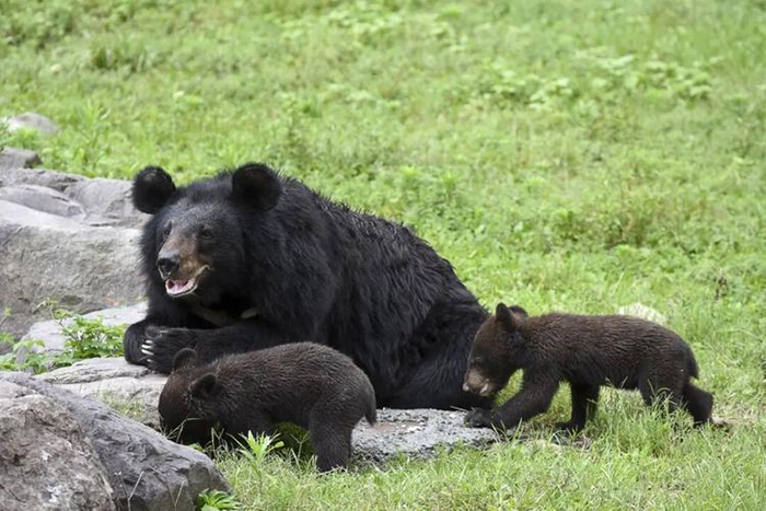 云南哀牢山有黑熊吗,云南深山老林发现黑熊