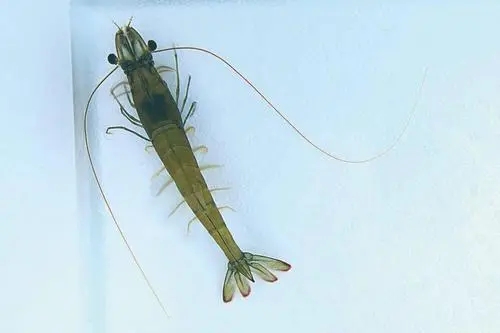 南美白对虾养殖过程中的水质管理,南美白对虾养殖的水质和底质管理