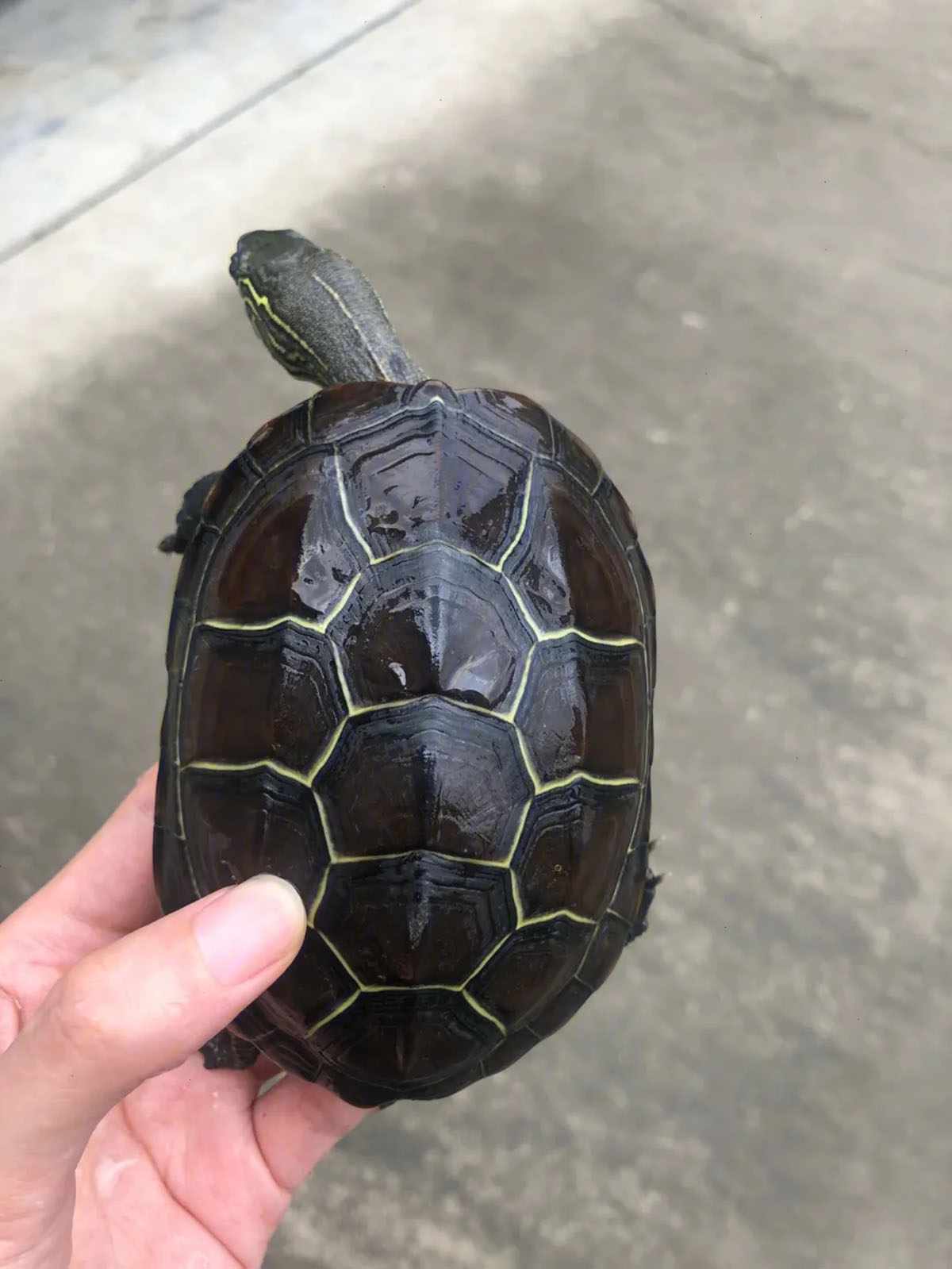 在山上发现只有壳没有身体的乌龟,在山上怎么样才能发现乌龟