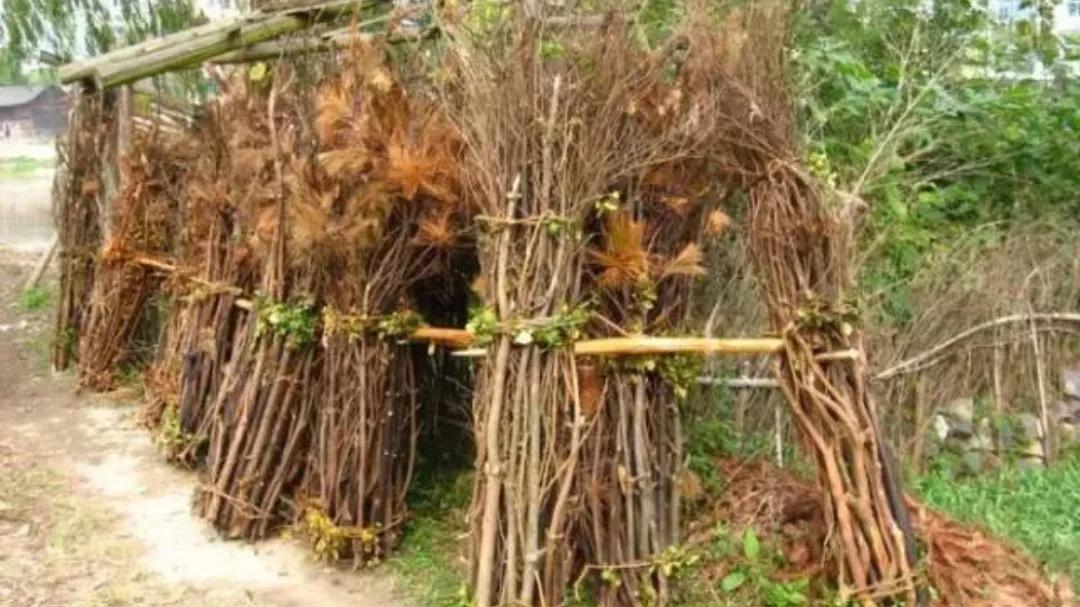 母亲的满头银发,母亲的青春年华