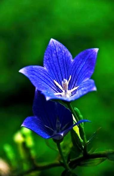 原创花卉作品·桔梗花·花中处士，不慕繁华。已然成为园林新宠。