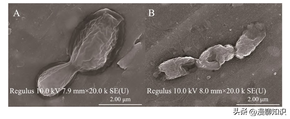 抑制幽门螺旋杆菌的乳酸菌,抑制幽门螺杆菌的乳酸菌
