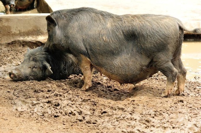 中国的猪普遍是什么品种,我国的土猪哪个地方的品种最好