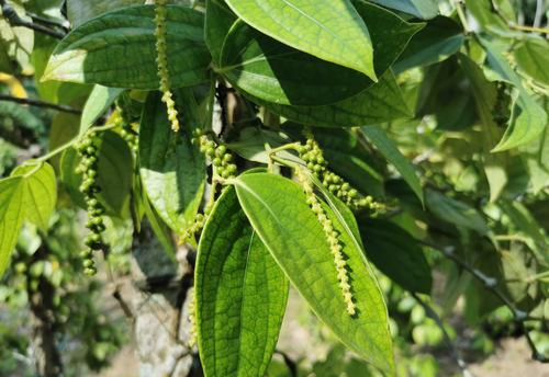 胡椒的性味功效与作用,胡椒的成分和功效与作用