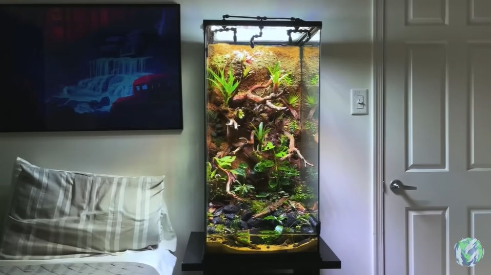 美国小哥在卧室建出一缸热带雨林，食物链环环相扣，太强了