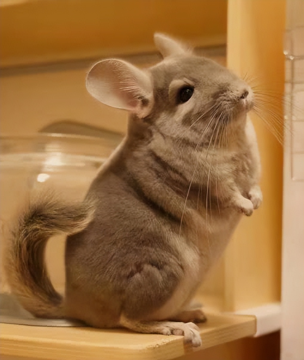 适合新手养的宠物龙猫,养一只可爱的龙猫