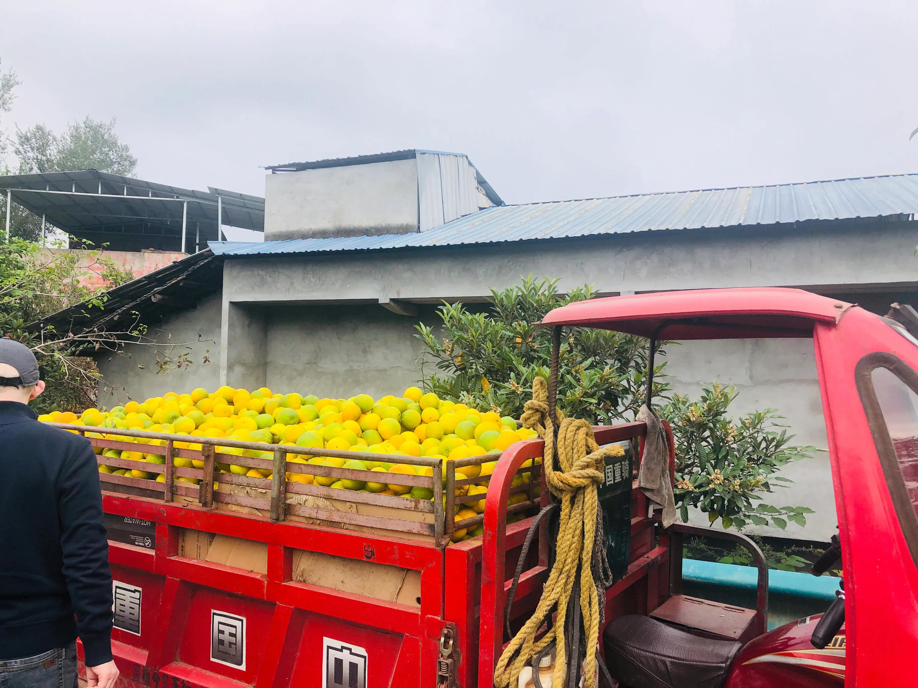 閲戝爞椴滆姳灞辫胺鍊煎緱鍘诲悧,閲戝爞椴滆姳灞辫胺娓歌