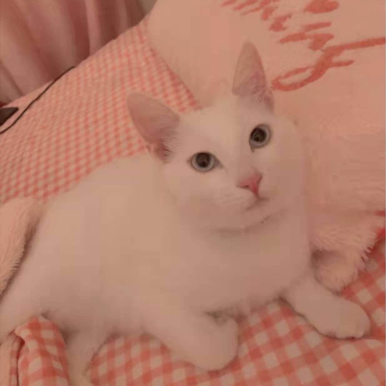 为什么养了猫之后谈恋爱好难 (养猫可以走出分手的伤心吗)