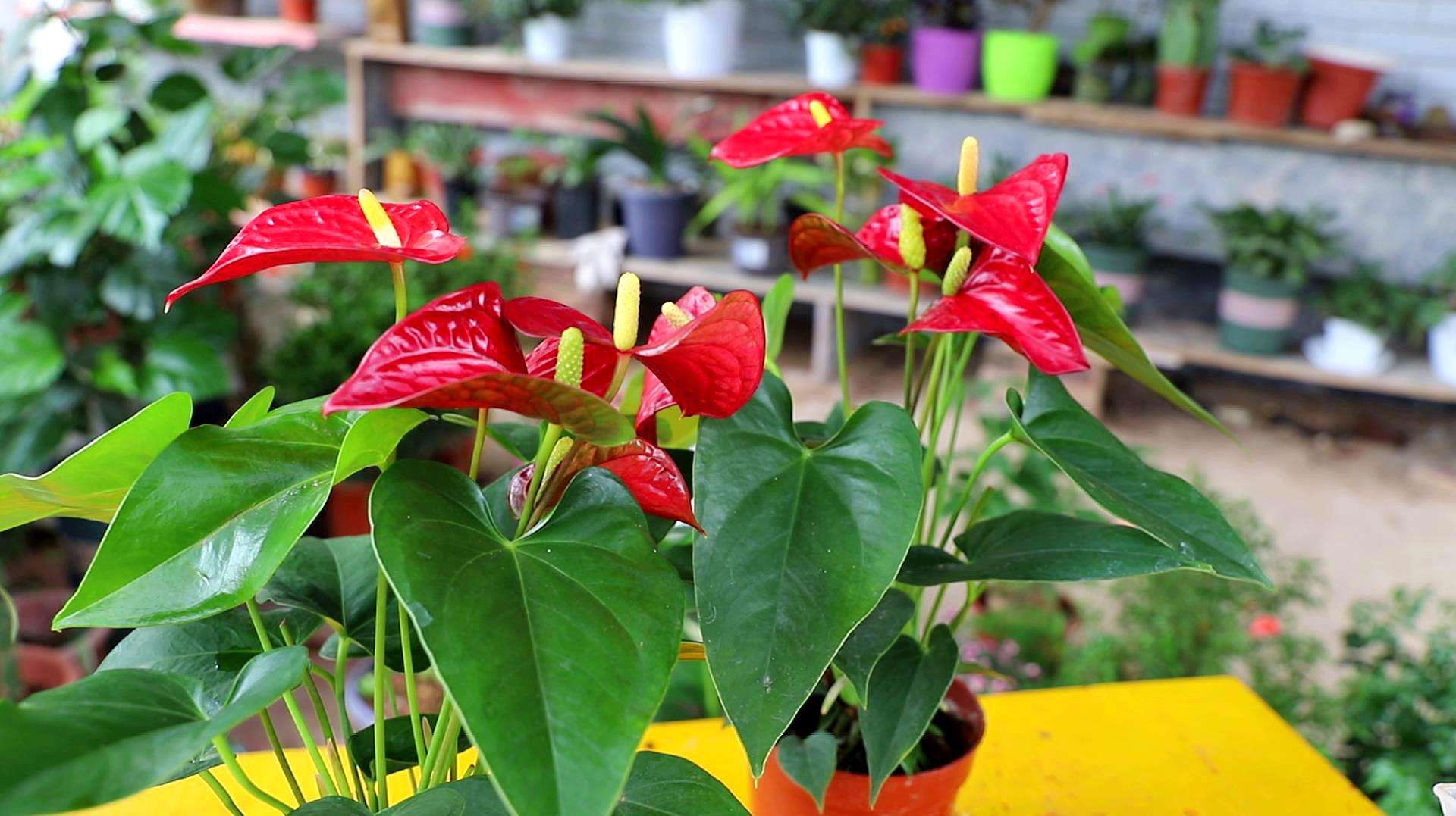 16种喜阴蔬菜,16种适合夏天养的花