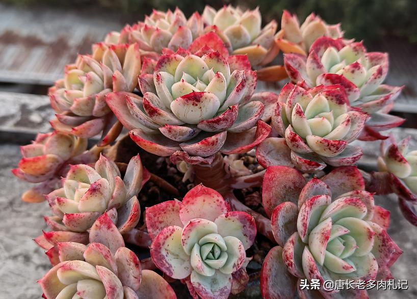 多肉老桩换盆可以不修根吗,多肉老桩换盆时要不要修根