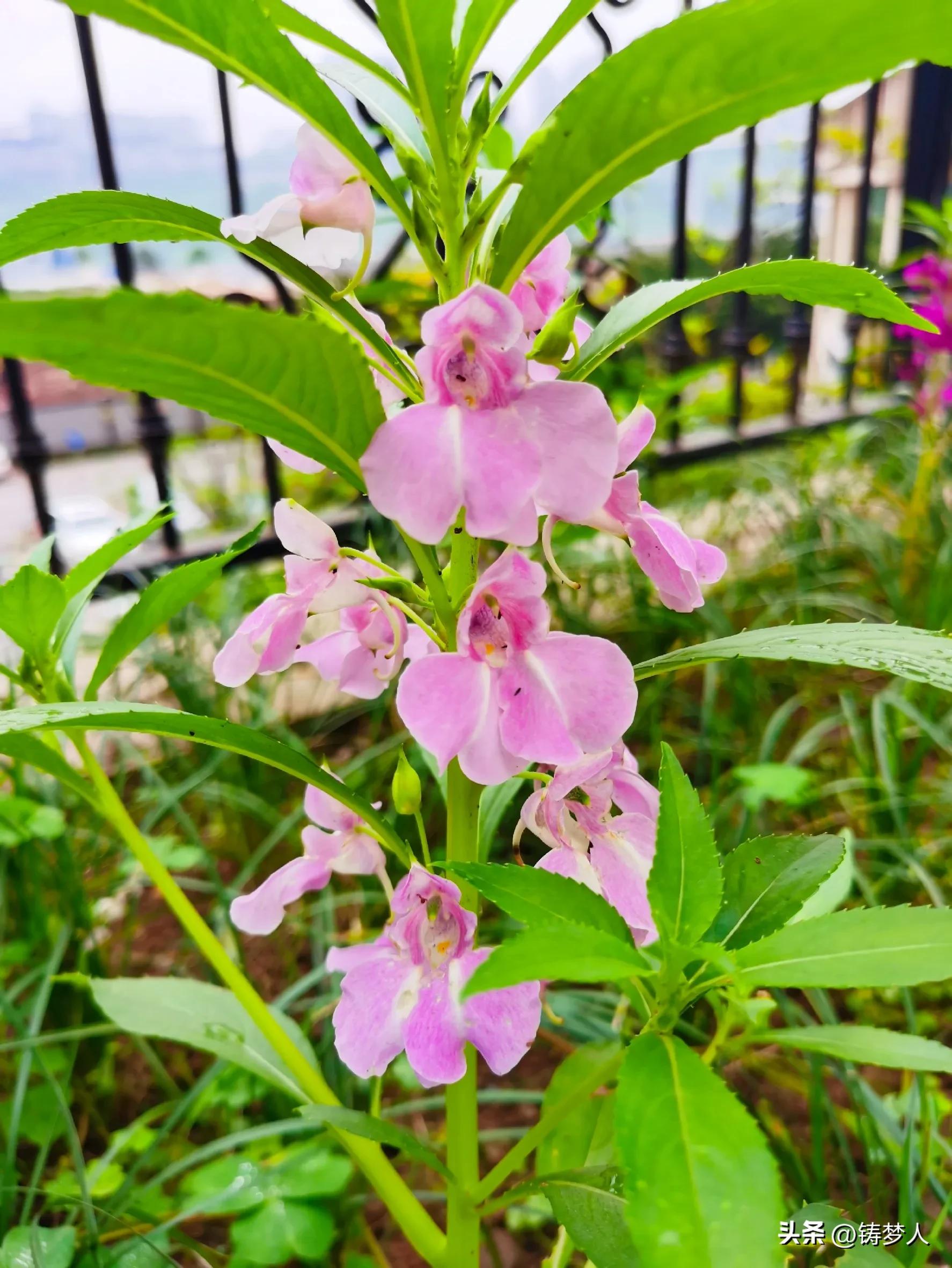没有涂指甲油的指甲怎么涂指甲花,指甲花怎么弄颜色好看手还干净