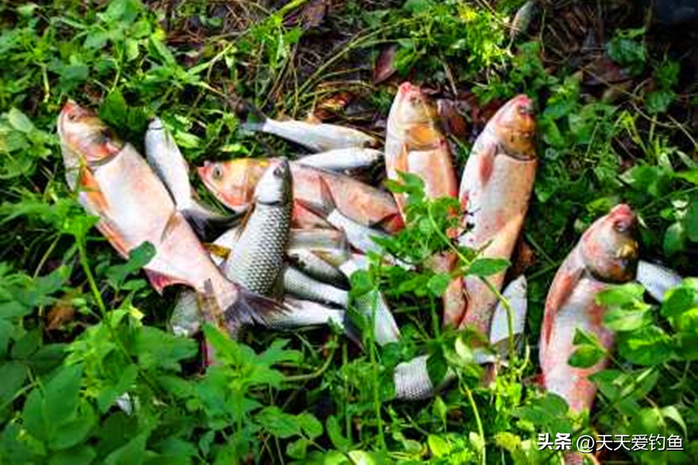 水库野钓鲢鳙小药,野钓鲢鳙小药