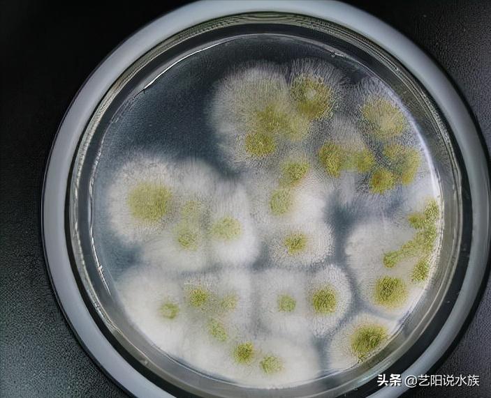 观赏鱼水霉病死鱼后鱼池怎么处理,观赏鱼水霉病怎么治疗最快最有效