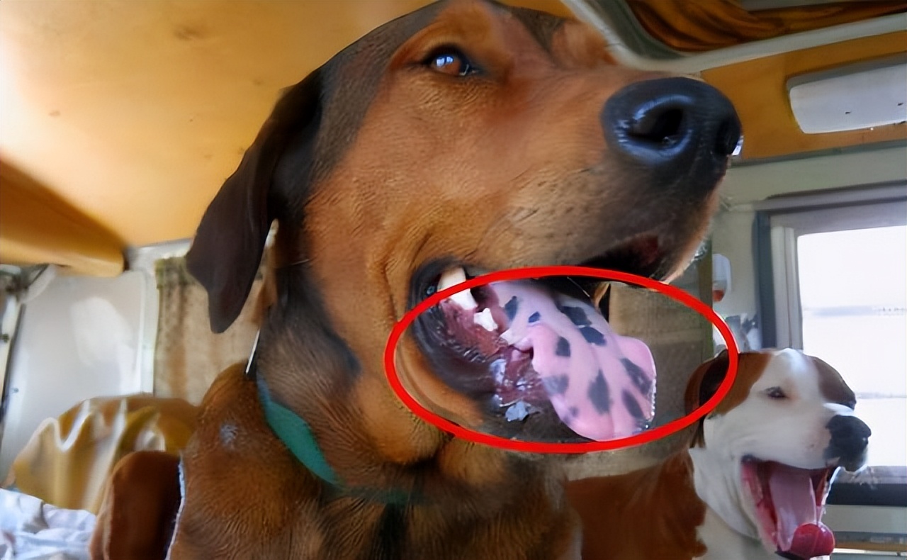 狗有这几种动作说明主人有福,一只狗有这几种行为说明智商很低