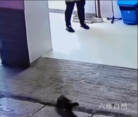 云南蜂猴,蜂猴受伤