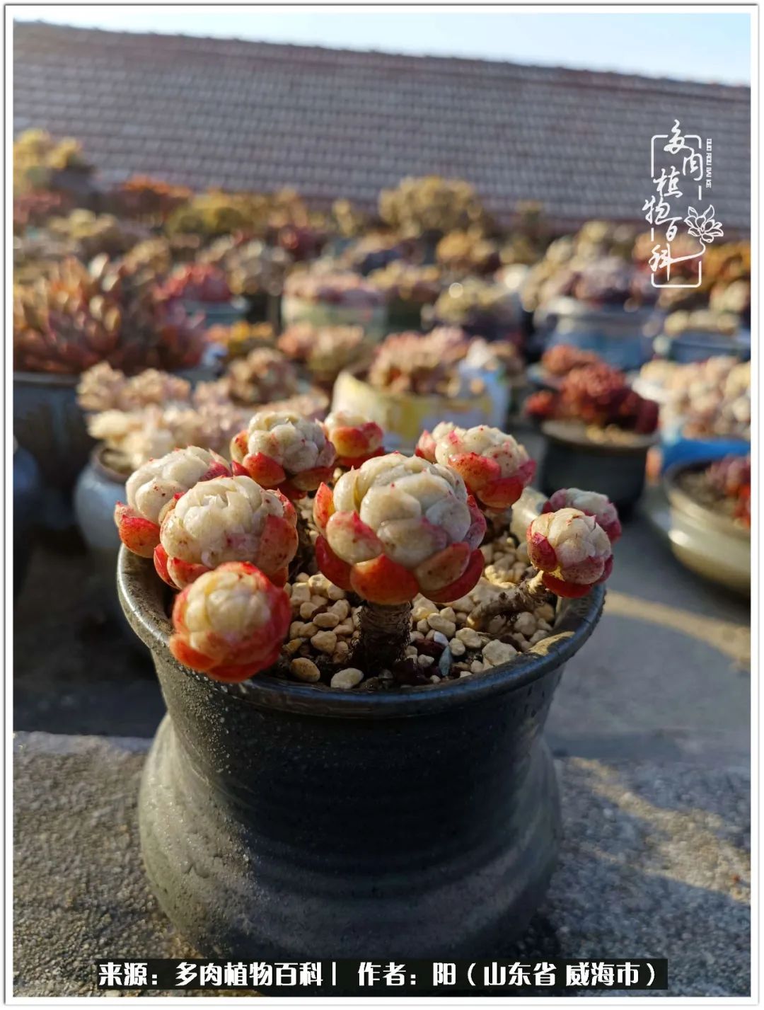 浜洪棿鐑熺伀鑷湁涓囧崈棰滆壊,浜洪棿鐑熺伀鐨嗘槸骞冲嚒棰滆壊