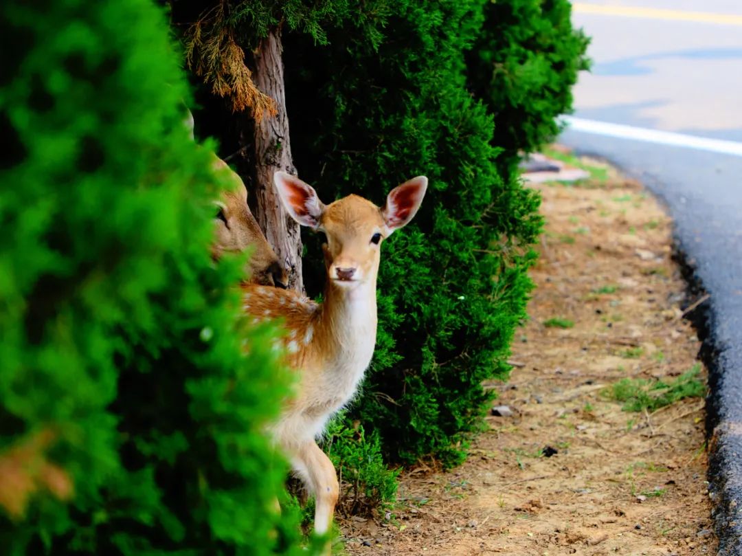 济南遛娃免费攻略,济南适合遛娃的地方