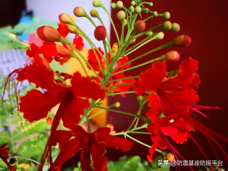 从发芽到开花的乐趣,从种子到果实成熟的感悟