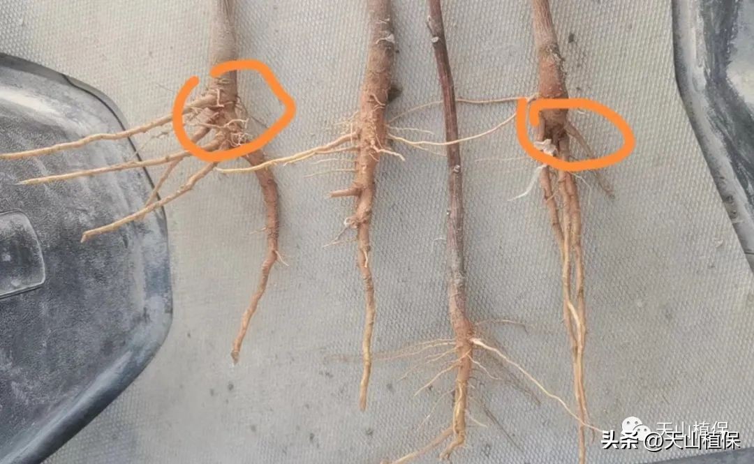 陈忠：棉花田常用几种除草剂的问题