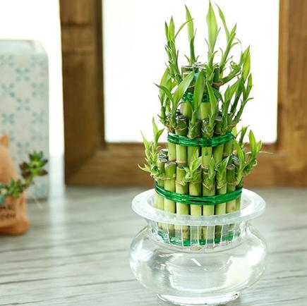 发财树的叶子剪掉后还会再长吗,发财树叶子发黄用什么药治疗