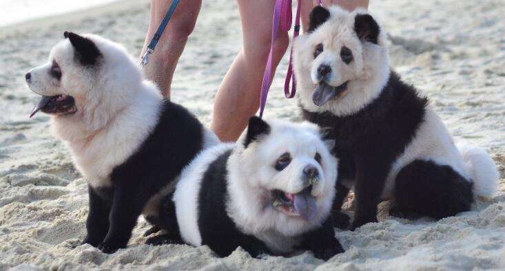 狗中大熊猫——松狮犬，丝毫不输国外犬