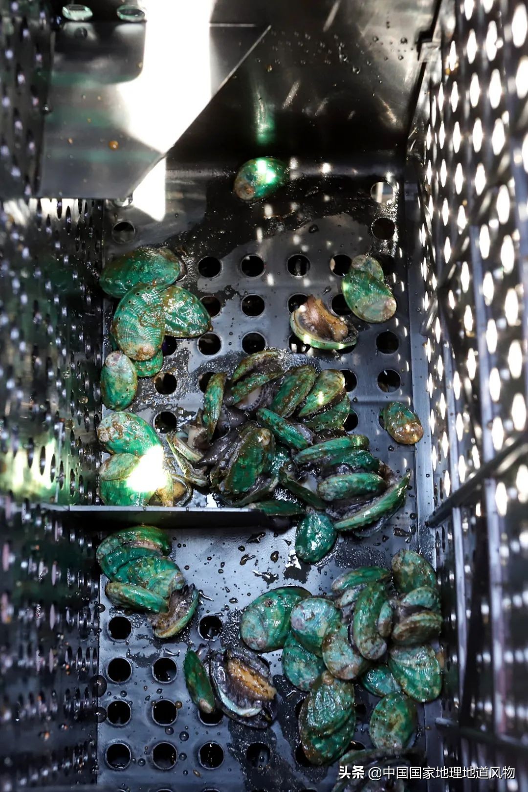 辽宁哪个地方的海鲜最好,辽宁各市都有啥海鲜