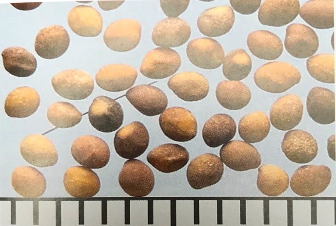 《药你明白》专栏:每天学一味中药:菟丝子