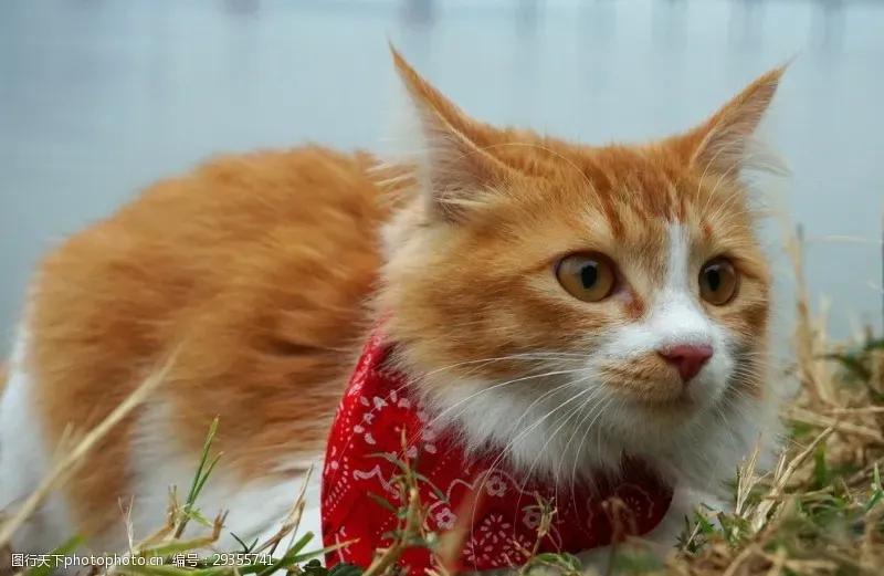 去宠物店如何挑选一个健康的猫咪,去宠物店买猫咪该怎么挑选