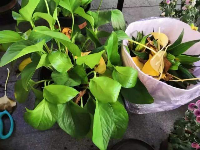 家里不能养的10种花,家里不能养的四种花