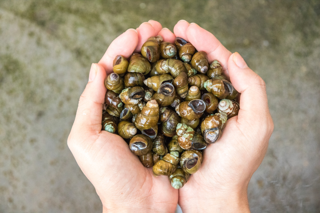 火速收藏！这里有一份中国吃螺图鉴